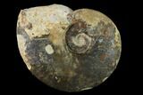 Bathonian Ammonite (Oppelia) Fossil - France #152733-1
